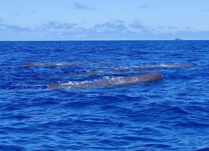 Ponta Delgado Whale Watching