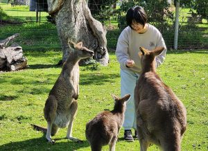 Adelaide Hills Cleland Wildlife Park and Hahndorf Minibus Tour