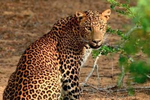 Yala Safari from Hambantota Port by BTM - Private & All Inclusive