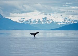 Juneau Wildlife Whale Watching