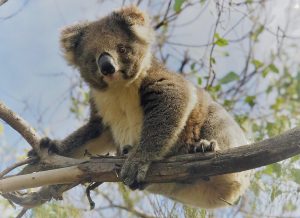 Kangaroo Island Shore Excursion Scenic Trail Tour