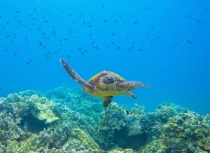 The Best Maui 3 Hour Molokini and Turtle Town Snorkel