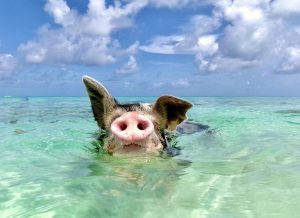 Swimming Pigs with pickup