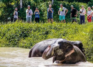 A Morning with the Elephants at Phuket Elephant Sanctuary