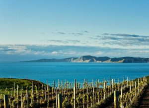 Picton CRUISE SHIP Shore Excursion Marlborough Wine Tour