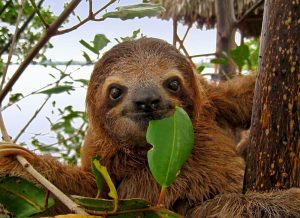 Roatan Sloth & Monkeys Animal Park , Chocolate Rum cake Factory
