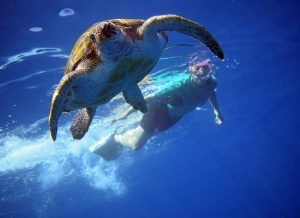 Kayaking with Dolphins and Turtles and Snorkelling in Tenerife